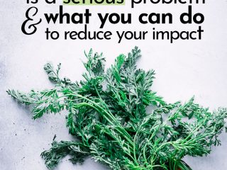 carrot tops on a blue table with the words 'Why food waste is a serious problem and what you can do to reduce your impact