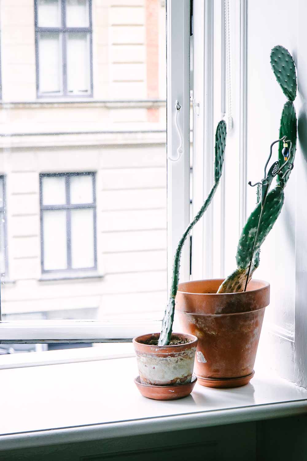 a photo of two plants on a kitchen windowsill