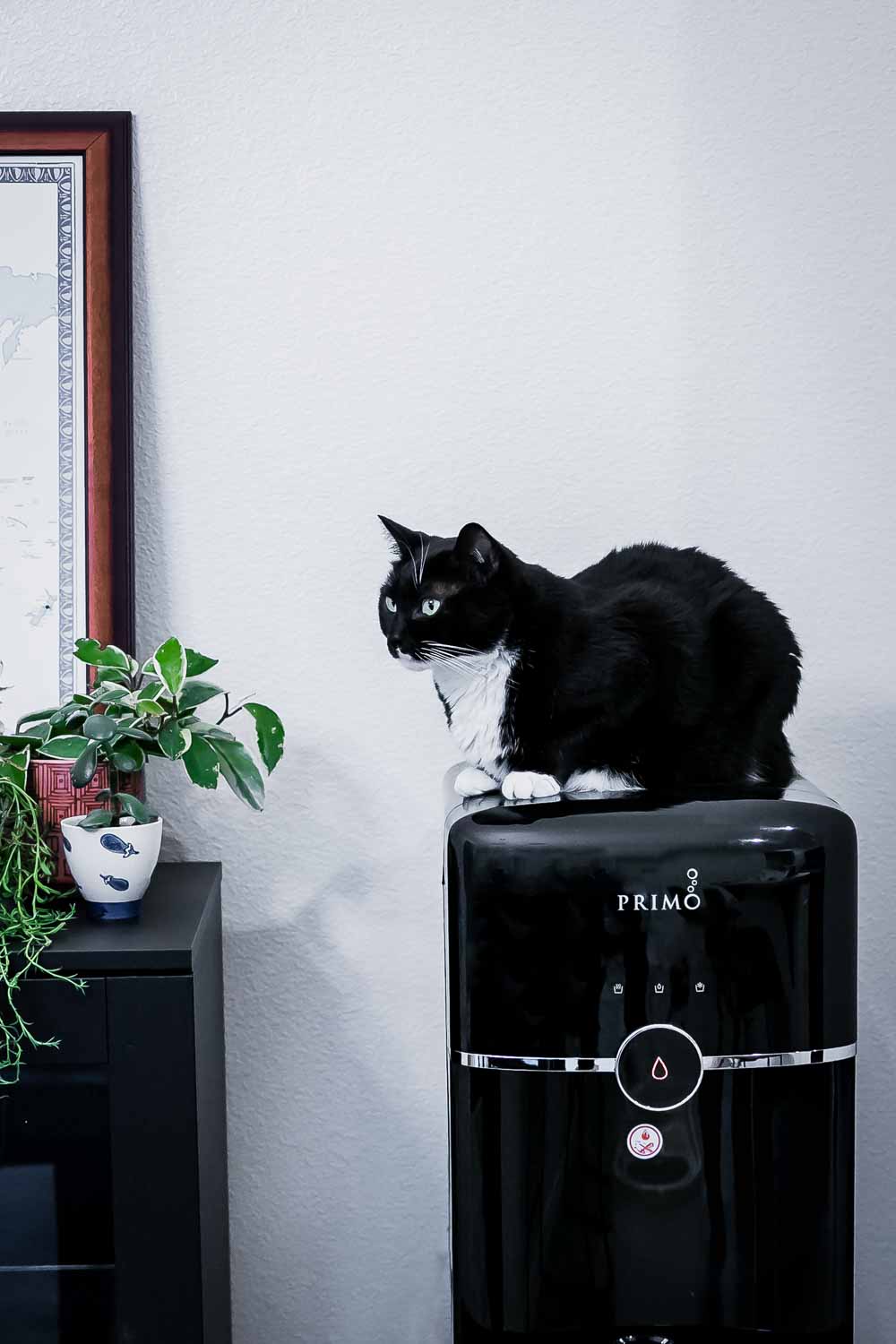 a black cat sitting atop a primo in-home water dispenser