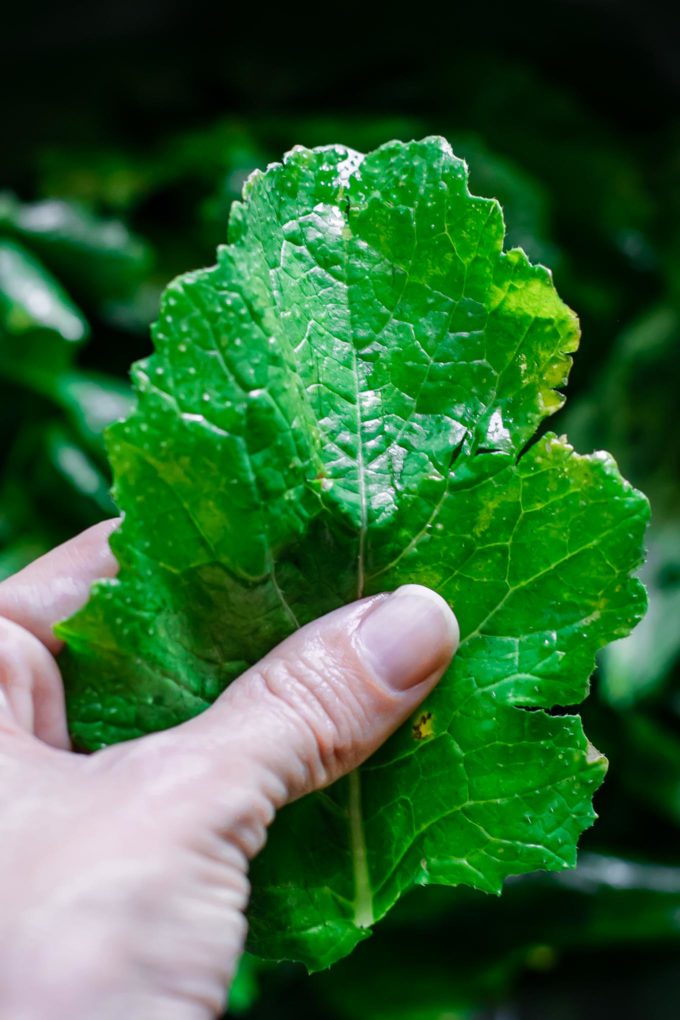 close up of a turnip leaf in someone's hand