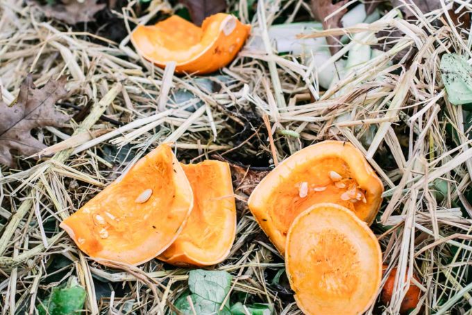 compost pile with discarded pumpkin slices on top